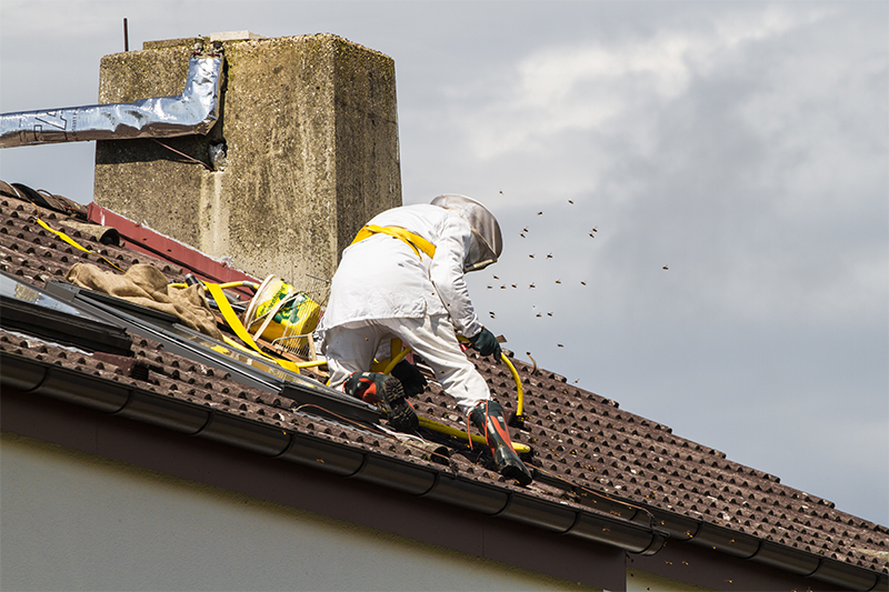 Bee Pest Control in Wiltshire United Kingdom