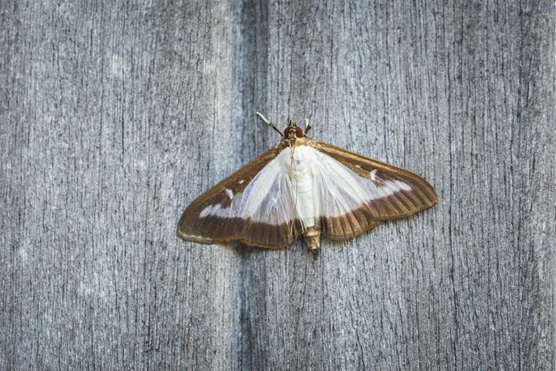 Moth Pest Control in Wiltshire United Kingdom