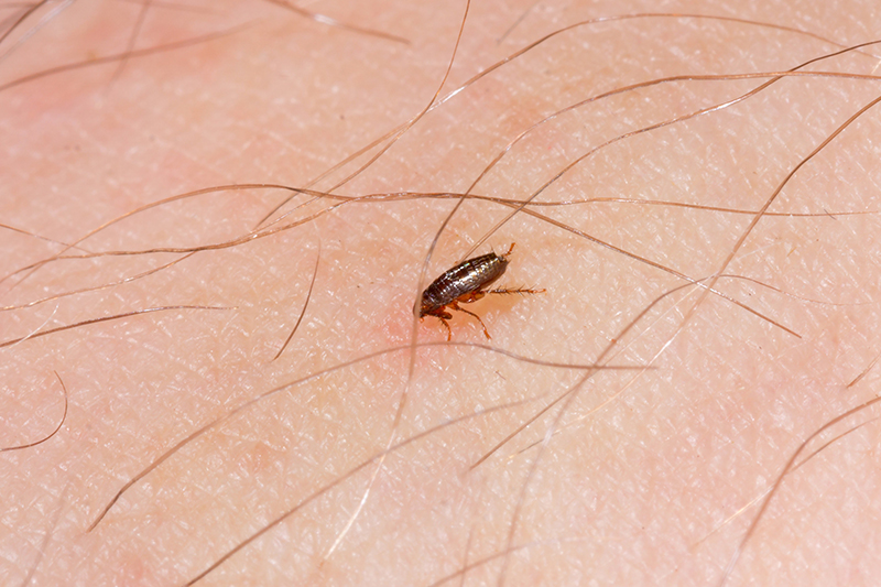 Flea Pest Control in Wiltshire United Kingdom