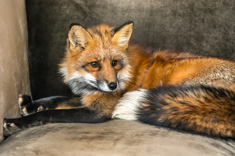 Fox Pest Control in Wiltshire United Kingdom